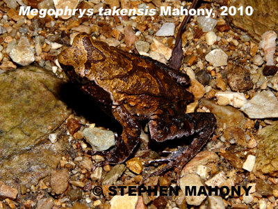 Two New Frogs of the Genus Megophrys (Megophryidae)