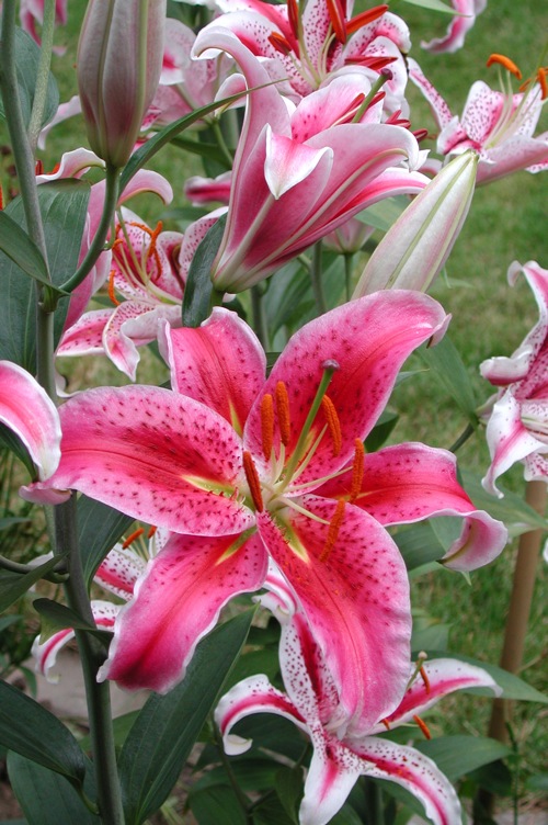 Top Ten Kentucky Perennial Flowers