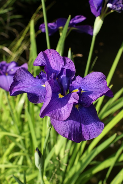 Top Ten Kentucky Perennial Flowers