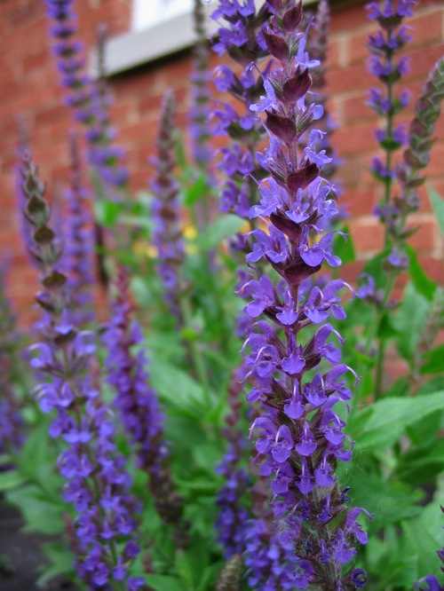 Top Ten Kentucky Perennial Flowers