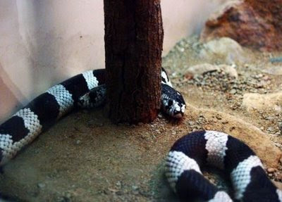 two headed snake alicante spain