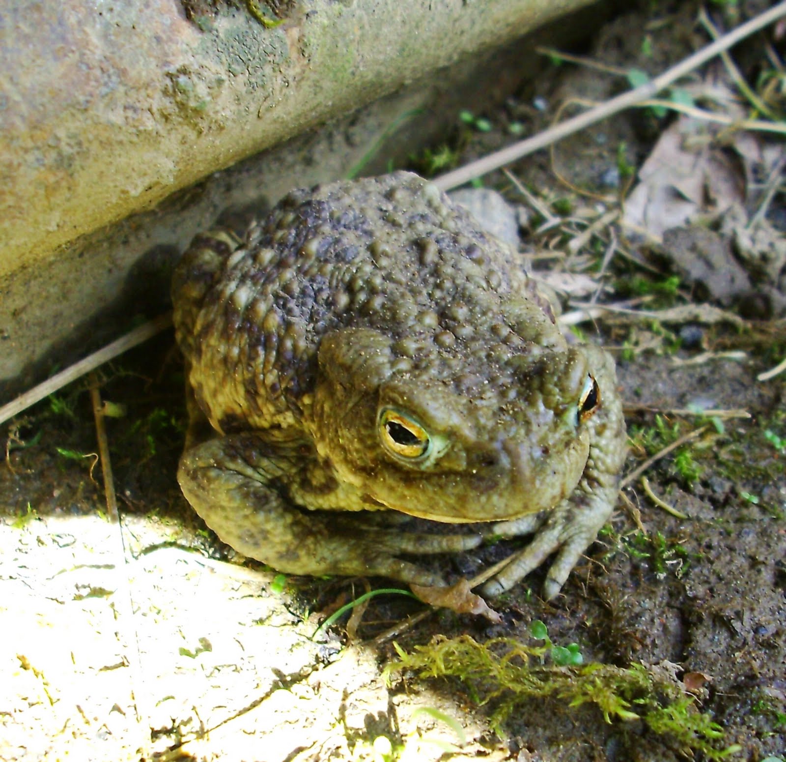 Garrique Cottage, Stirling: Frogs, Toads and Smooth Newts