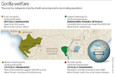 gorillas in verge of extinction Mountain gorillas are among the world's most endangered animals more from verge guidebook longform video share unlocking the genes of mountain gorillas could help fight extinction. gorillas in verge of extinction Mountain gorillas are among the world's most endangered animals more from verge guidebook longform video share unlocking the genes of mountain gorillas could help fight extinction.