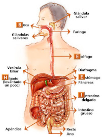 Aparato Digestivo