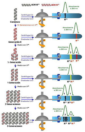 Experimento de Mehselson y Stahl