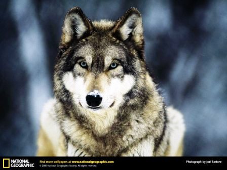 Nat Geo Wolf