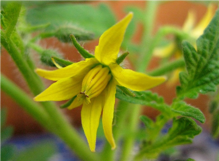 How To Identify A Tomato Plant