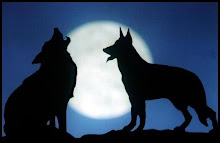 lobos en la noche