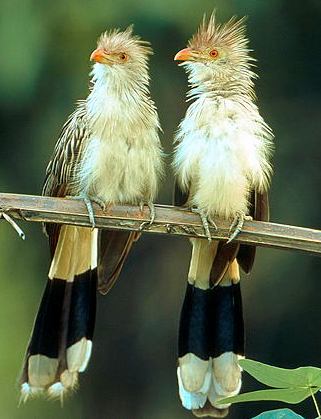 [anu-branco-sitePantanal.jpg]