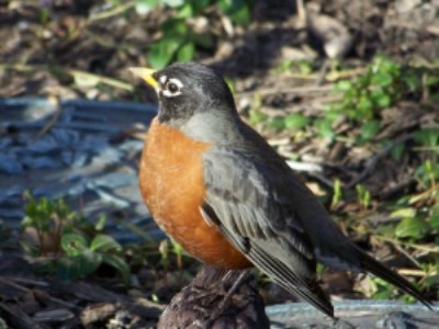Thanks to the Shutterbug Eye for this image