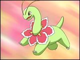 [meganium.jpg]