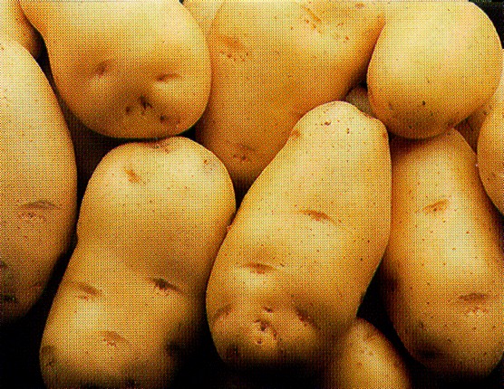 [batatas.jpg]