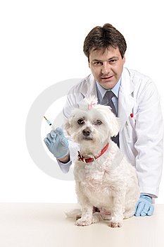 [cão.bmp]
