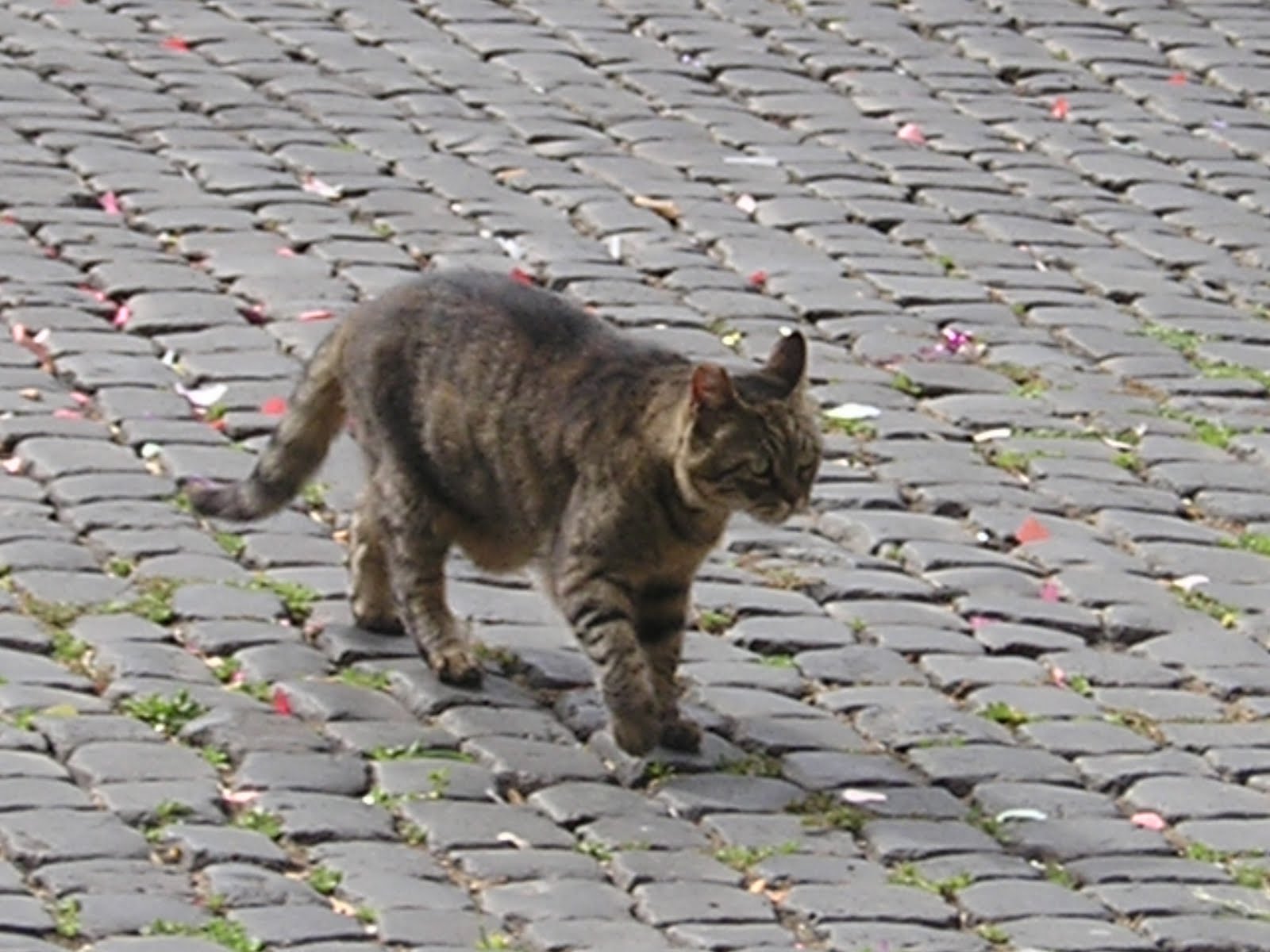 [Rome+2009+chats+(2).JPG]