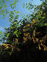 Giant Burmese Honeysuckle