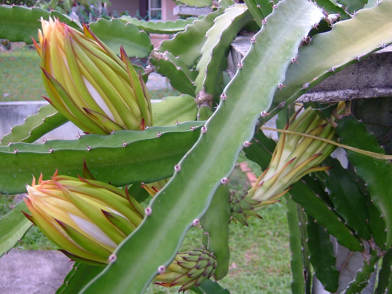 Dragon+fruit+plant+how+to+grow