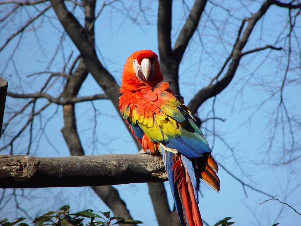 Macaw+bird+images