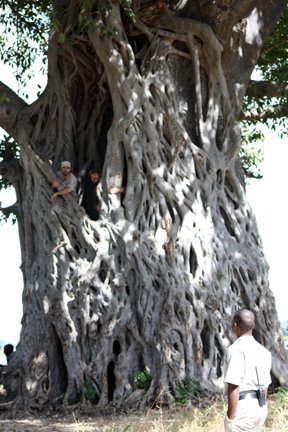 [24Tree.JPG]