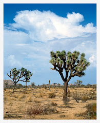 My Desert Surrondings