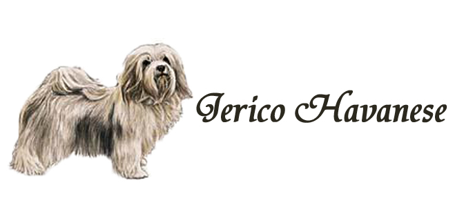Jerico Havanese