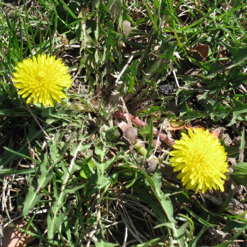 [500+Signs+of+Spring+2.JPG]