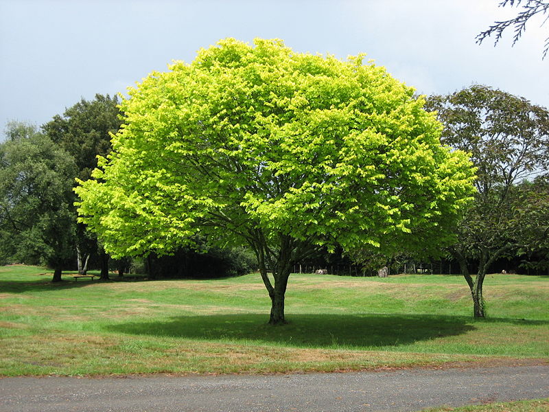 [800px-Bright_green_tree_-_Waikato.jpg]