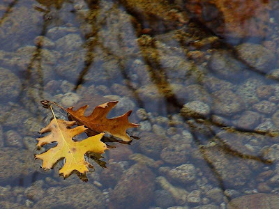 تصویر