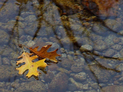 Autumn Tree Image