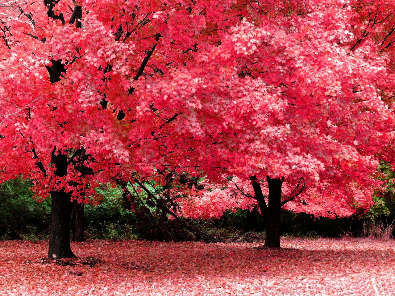 [TreeAutumn+(8).jpg]