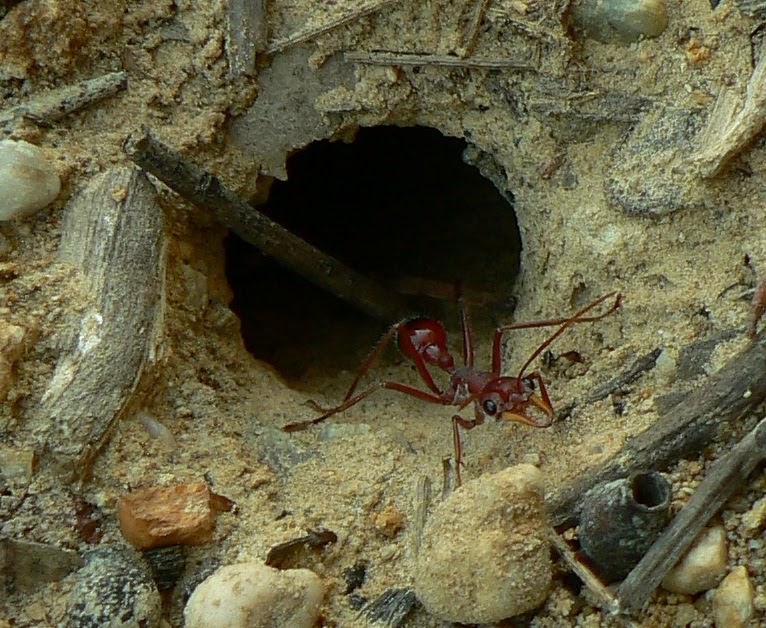 Medlar Comfits A Day in the Life of a Red Ant Guard