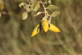 An ant in an acorn