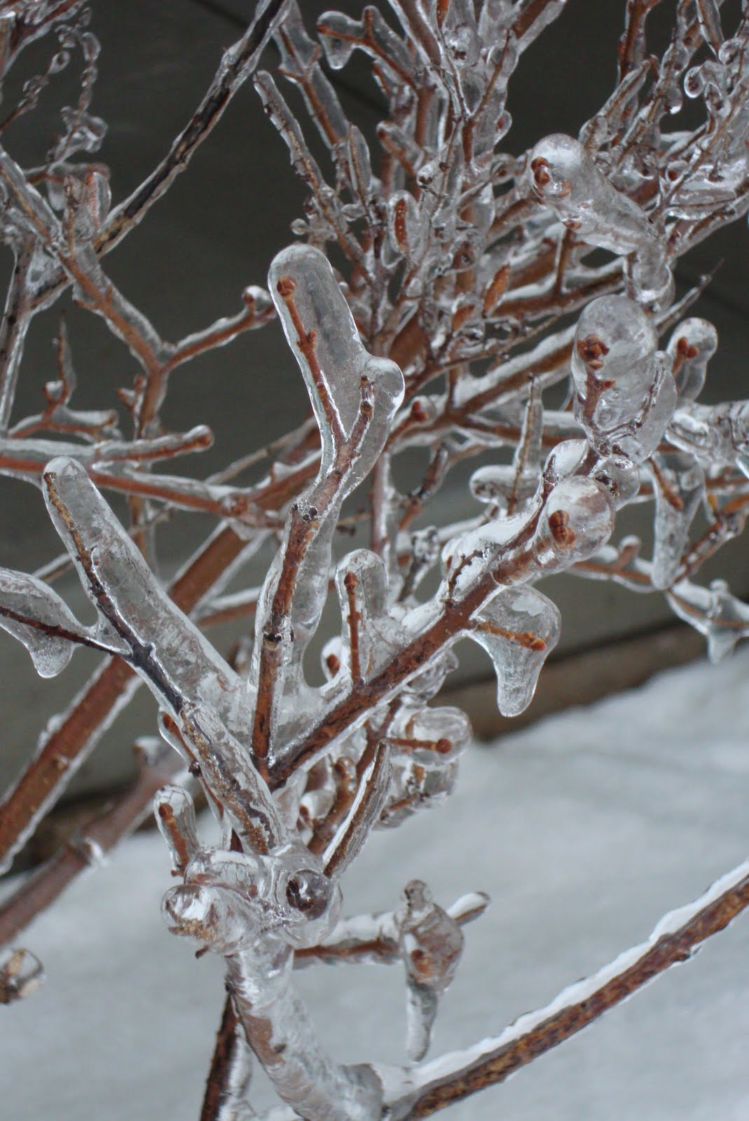 [snow-January+015.JPG]