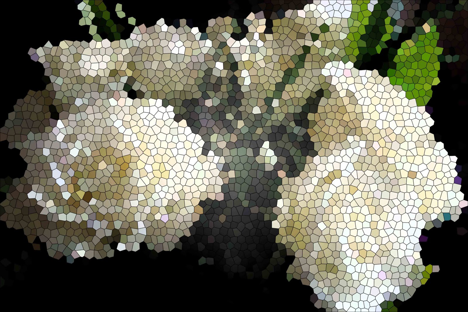 [rose+3.jpg]