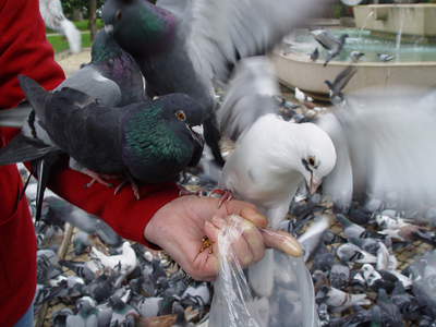 [pombo8.jpg]
