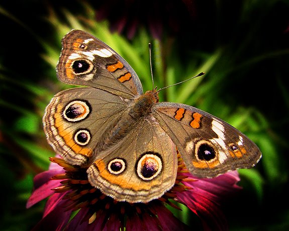 [Buckeye+Butterfly+by+Brenda+Thompson©.jpg]