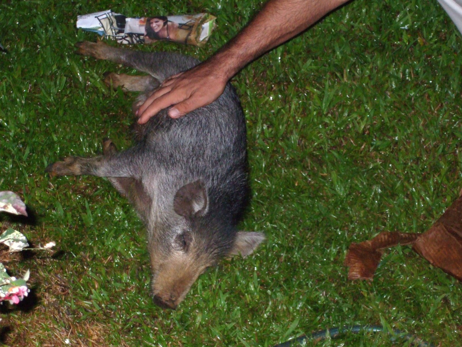 [Piggy+Pics+012.JPG]