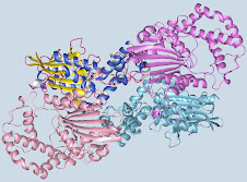 Human Acid Phosphatase