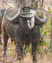 Dangerous Buffalo In Burma