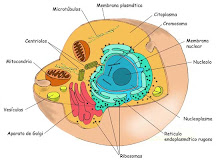 CÉLULA ANIMAL