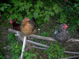 Who's the new chick on the block?