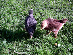 Gertie and Flora in the Wilds