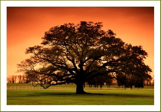 [tree.bmp]