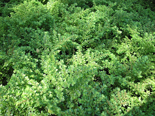 non toxic ground cover