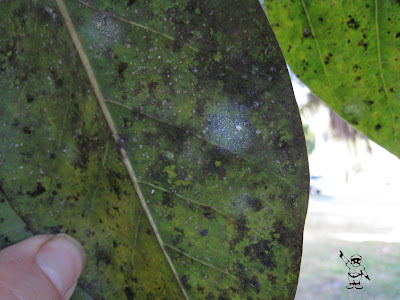 Ficus Scale