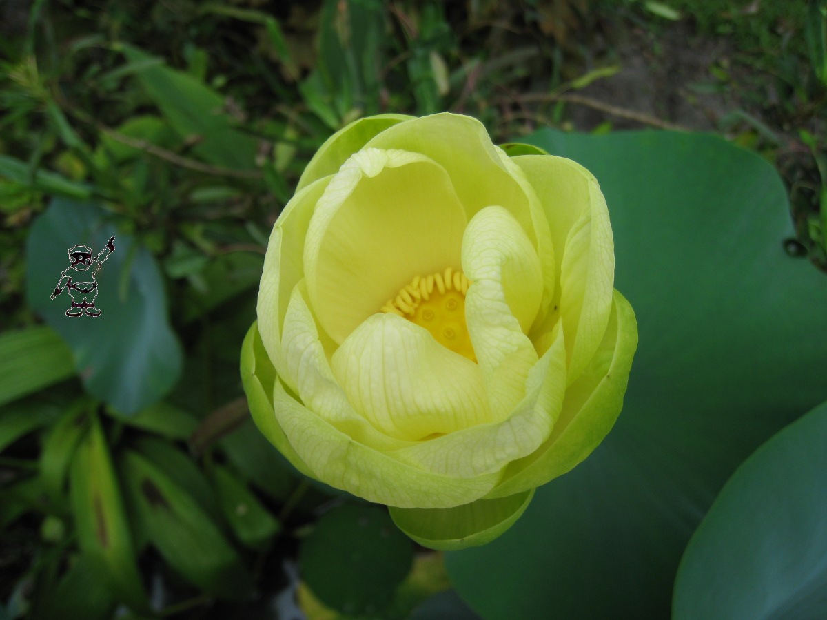 tog of coral gables dailyphoto Nelumbo lutea, The Only Native Lotus Of