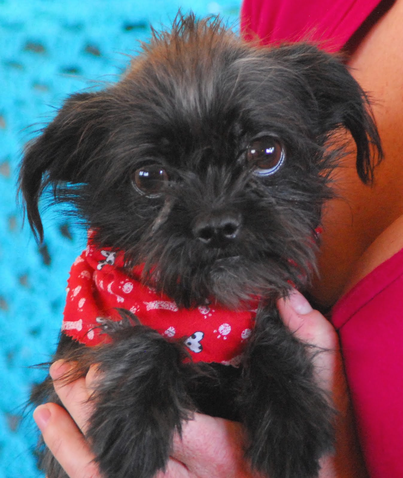 black yorkie chihuahua mix pin black yorkie chihuahua mix image search results on black yorkie chihuahua mix pin black yorkie chihuahua mix image search results on