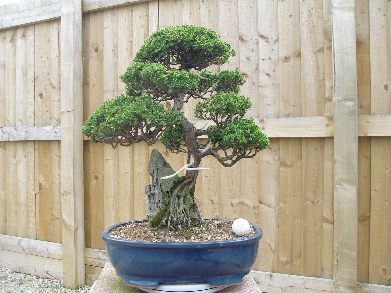Graham's Bonsai Soft Needle Juniper