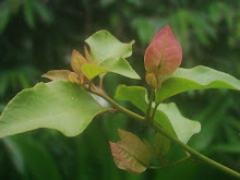 Flower at my Residence