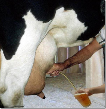 Beer+Cow.png