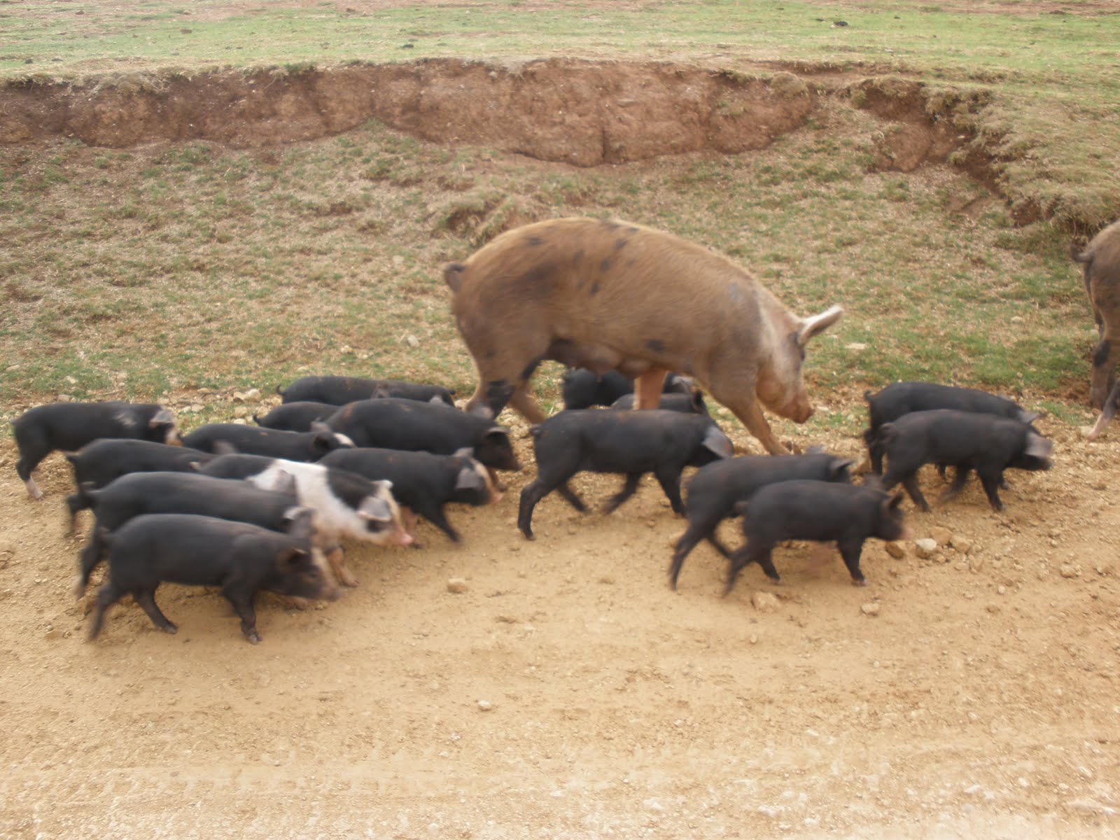 Imagenes marranos Imagui